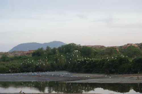 呼吁：珍惜深圳另一个“红树林”