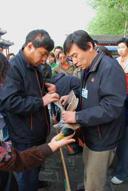 颐和园鸟人：绿头鸭蒙难获救记