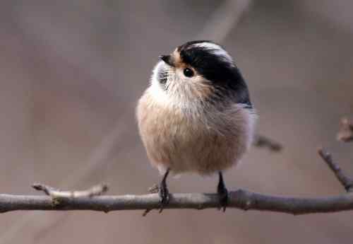 北京 二十几只林鸟