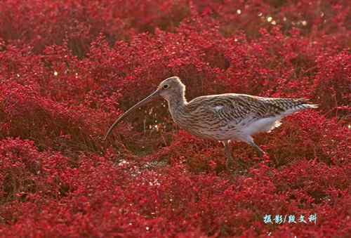 长喙英姿  各种杓鹬