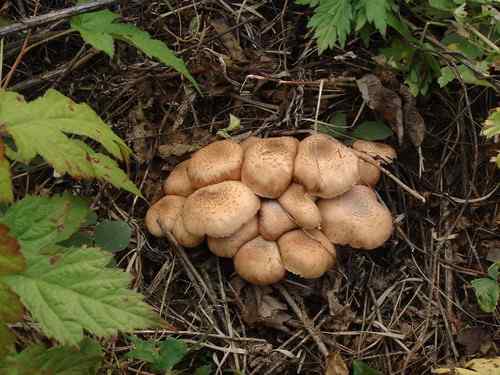 看看我长白山里的“宝贝” 看看我长白山里的“宝贝”