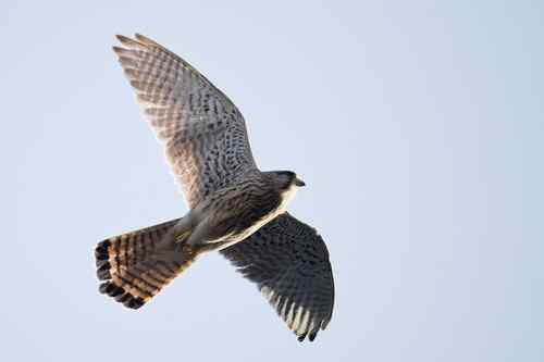 请版主帮助确认是红隼还是黄爪隼