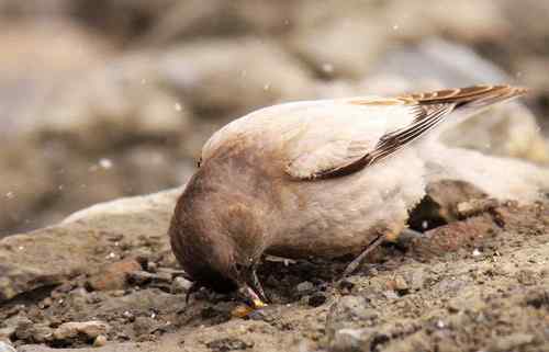 今天在海拔4200米处拍到的不知名鸟儿