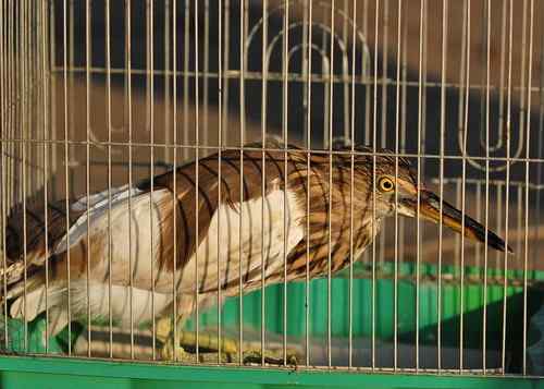 雏鸟池鹭获新生