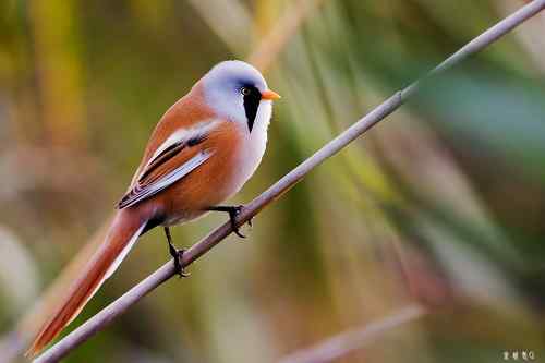 再赏文须雀依旧美