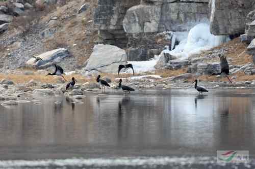 黑鹳喝啤酒 北京十渡成垃圾场