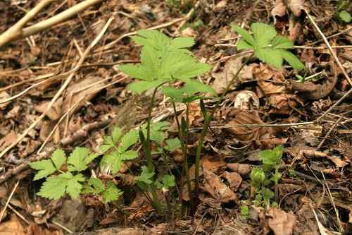 看看我长白山里的“宝贝” 看看我长白山里的“宝贝”