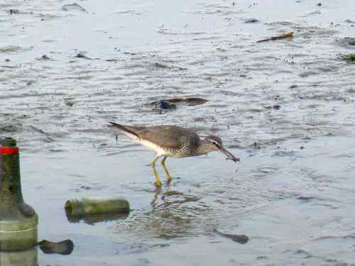 是漂鹬还是灰尾漂鹬呢？