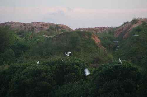 呼吁：珍惜深圳另一个“红树林”