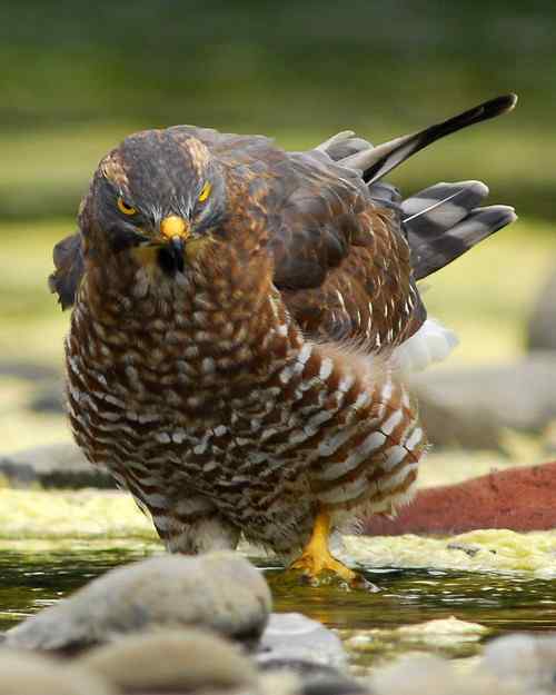 灰面鵟鹰 灰面鹫