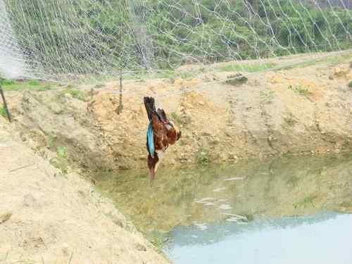 白胸翡翠：面对人类，哪里才是我的天空！？