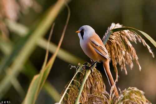 再赏文须雀依旧美