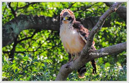 蛇雕 大冠鹫【组图】