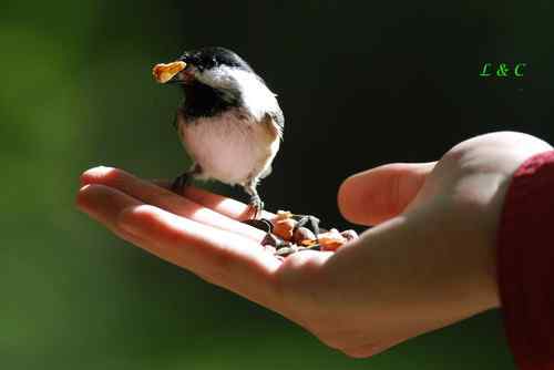 澳大利亚叫人羡慕的拍鸟环境