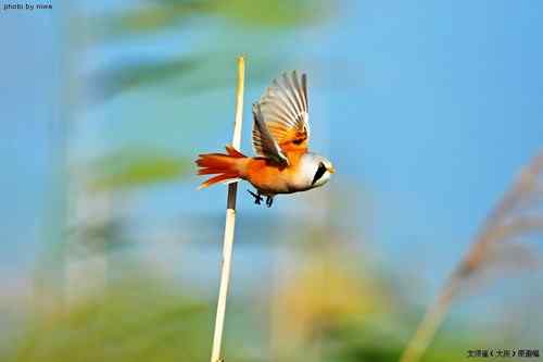 原画幅野生鸟类摄影俱乐部【精美组图】