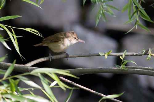 请教鸟名：这是什么莺？