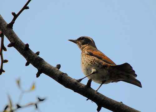 请教鸟的名字：树鹨、斑鸫