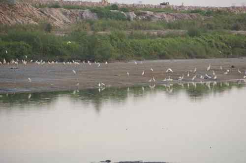 呼吁：珍惜深圳另一个“红树林”