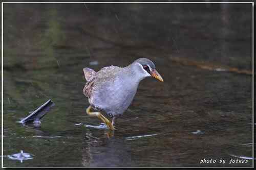 等了二十年 白眉田鸡