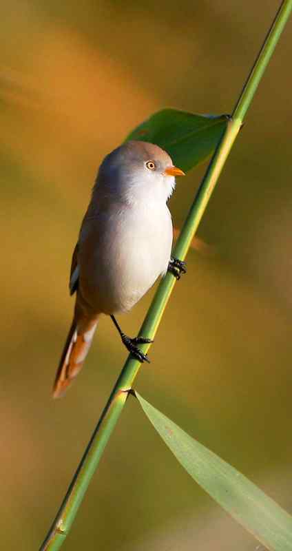 久久心仪的文须雀（续）
