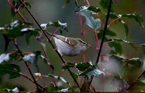 看看我长白山里的“宝贝” 看看我长白山里的“宝贝”