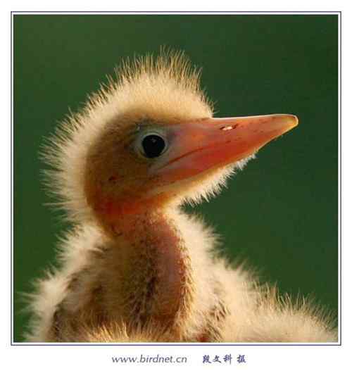 鸟网总版主段文科摄影作品：苇荡深处的家园  黄苇鳽育雏