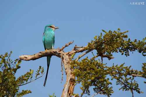 原画幅野生鸟类摄影俱乐部【精美组图】