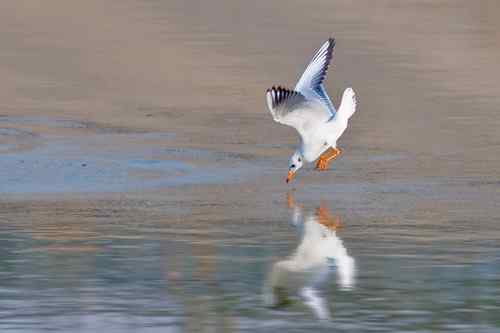 南京七里河 鸟类图片