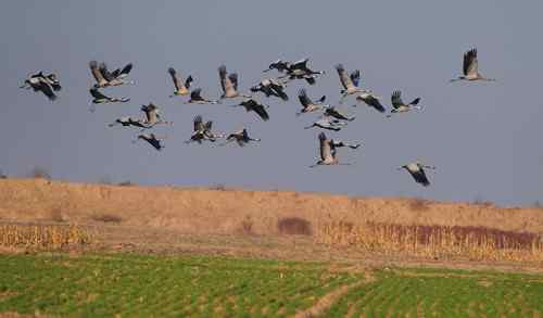 河南拍鸟之郑州版