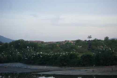 呼吁：珍惜深圳另一个“红树林”