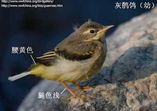 几种鹡鸰的辨别