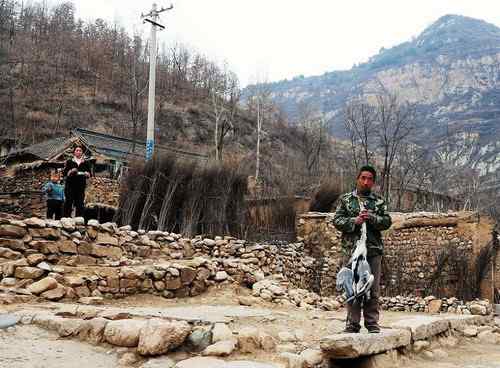 一只逝去的苍鹭 一只逝去的苍鹭