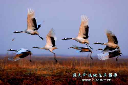 清晨的飞跃 丹顶鹤早起