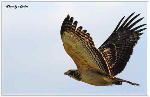 蛇雕 大冠鹫【组图】