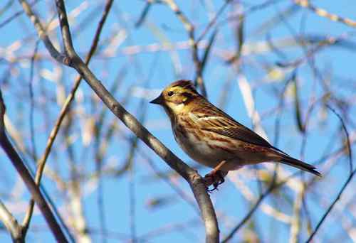 这是什么巫鸟？