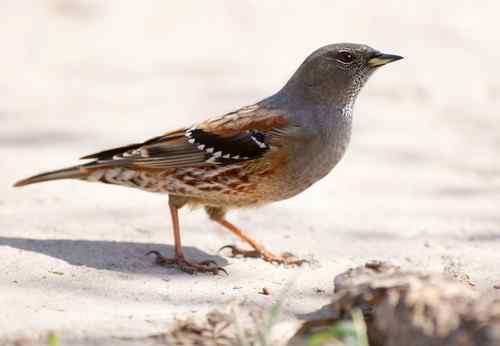 北京 二十几只林鸟