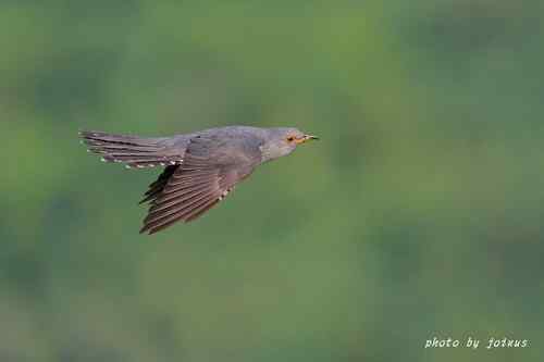 飛行及展翅之美