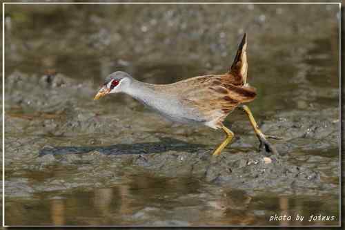 等了二十年 白眉田鸡
