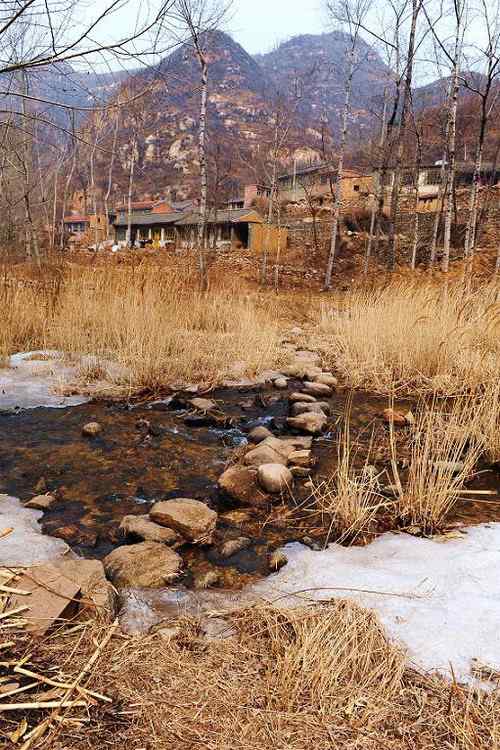 一只逝去的苍鹭 一只逝去的苍鹭