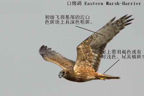 鹞的识别：白头鹞、白腹鹞、雀鹞、白尾鹞