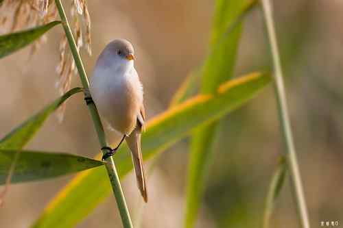 再赏文须雀依旧美