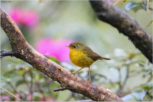原画幅野生鸟类摄影俱乐部【精美组图】