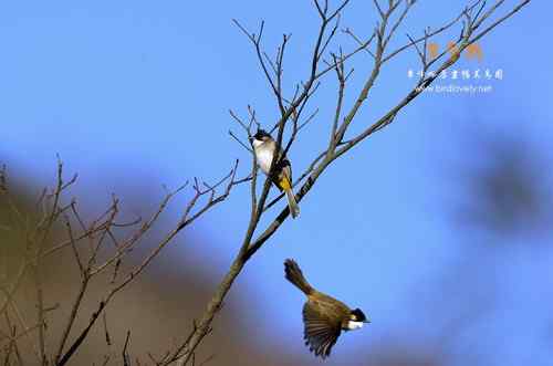 原画幅野生鸟类摄影俱乐部【精美组图】
