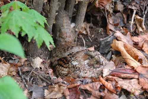 看看我长白山里的“宝贝” 看看我长白山里的“宝贝”