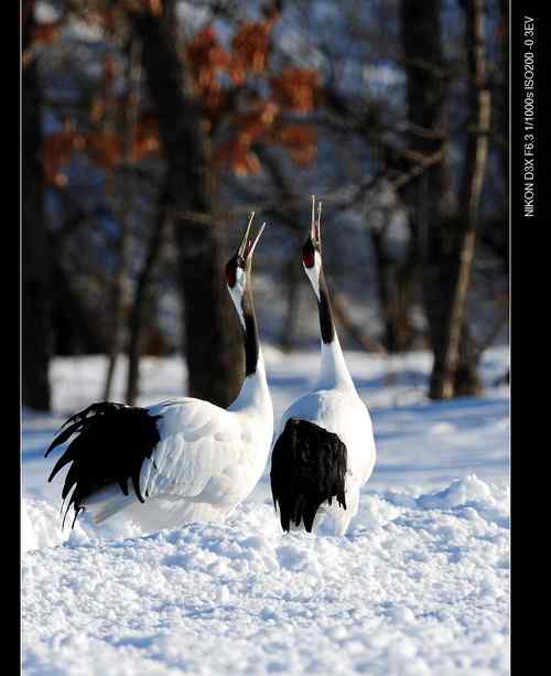 鹤鸣雪原日本札幌丹顶鹤