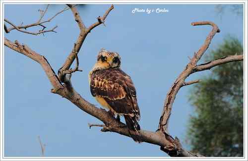 蛇雕 大冠鹫【组图】
