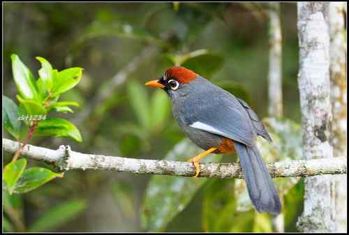 马来西亚 栗头噪鹛
