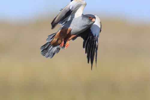 阿穆尔隼偏爱水泥桩