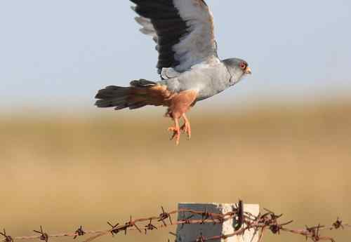 阿穆尔隼偏爱水泥桩