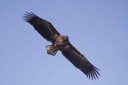 龙王庙死鸟事件初步调查